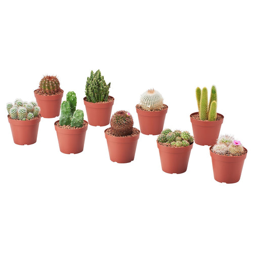 CACTACEAE