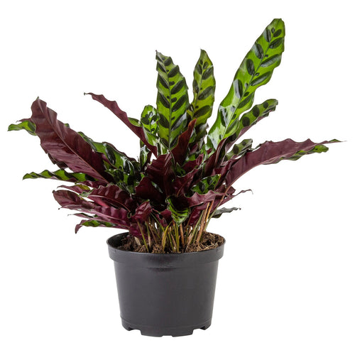 CALATHEA LANCIFOLIA