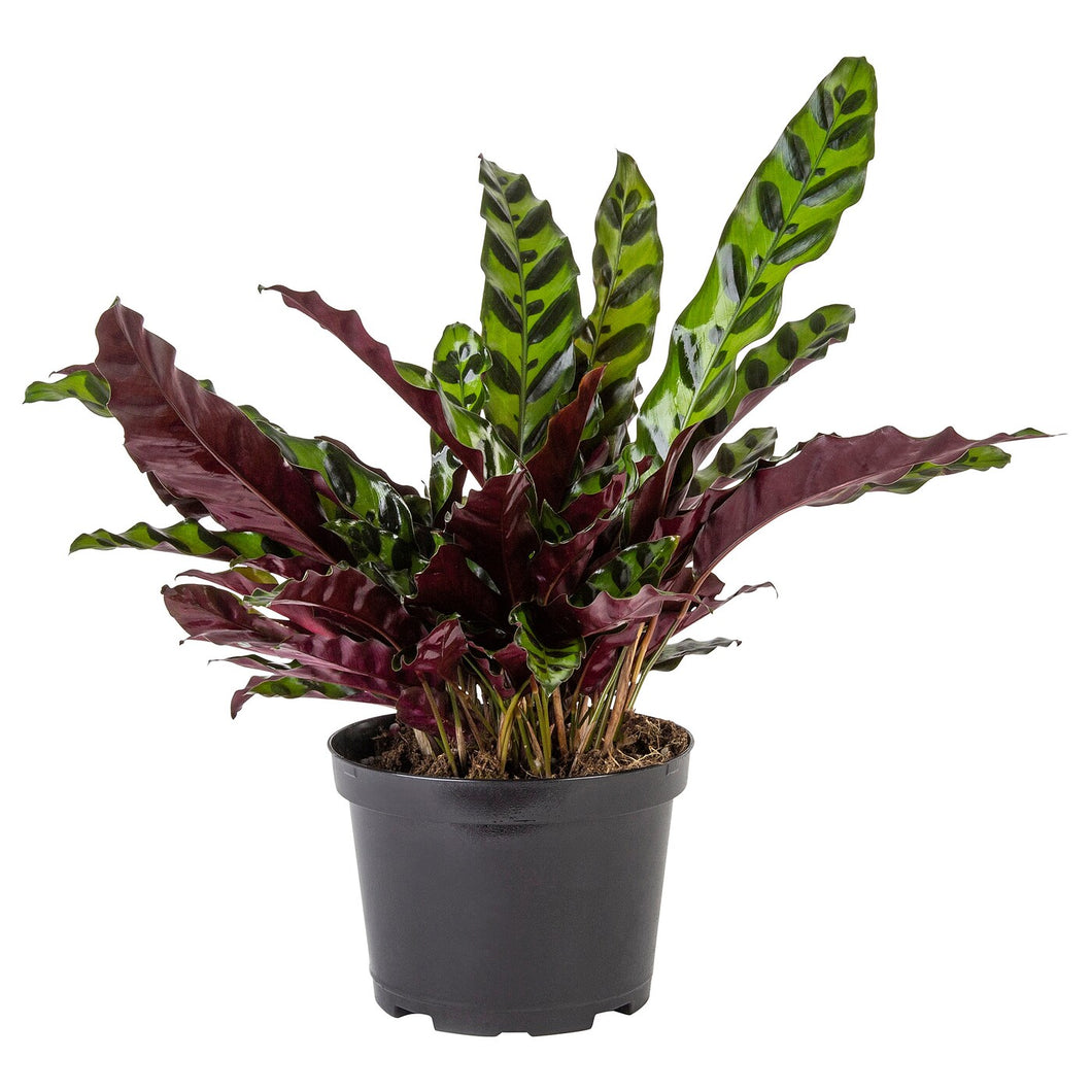 CALATHEA LANCIFOLIA