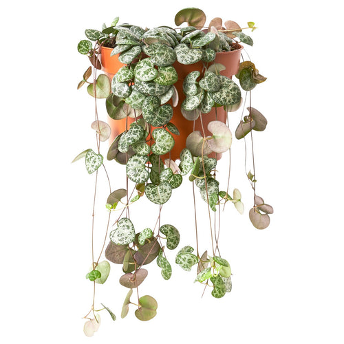 CEROPEGIA WOODII