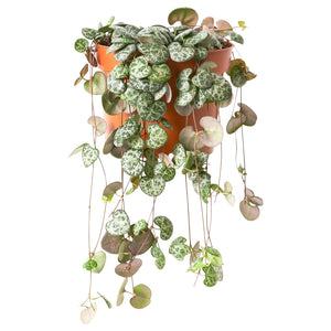 CEROPEGIA WOODII