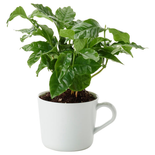 COFFEA ARABICA