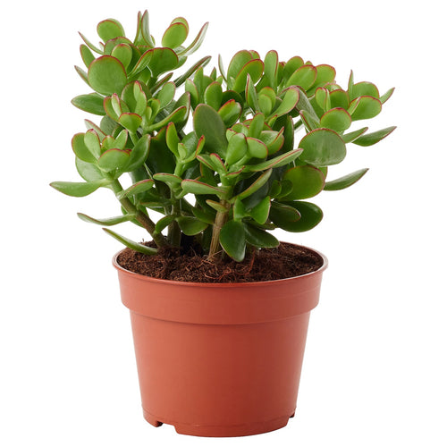 CRASSULA OVATA