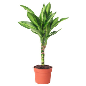 DRACAENA CINTHO