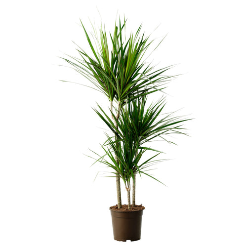 DRACAENA MARGINATA