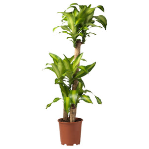 DRACAENA MASSANGEANA