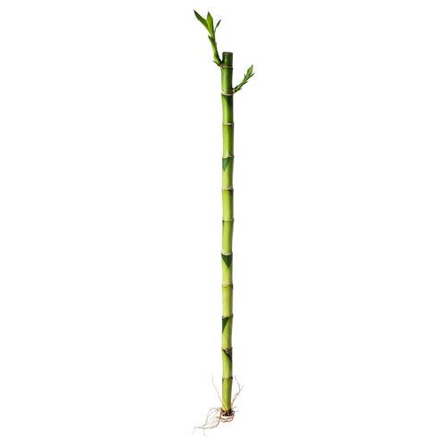 DRACAENA
