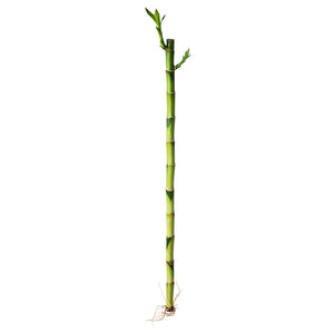 DRACAENA