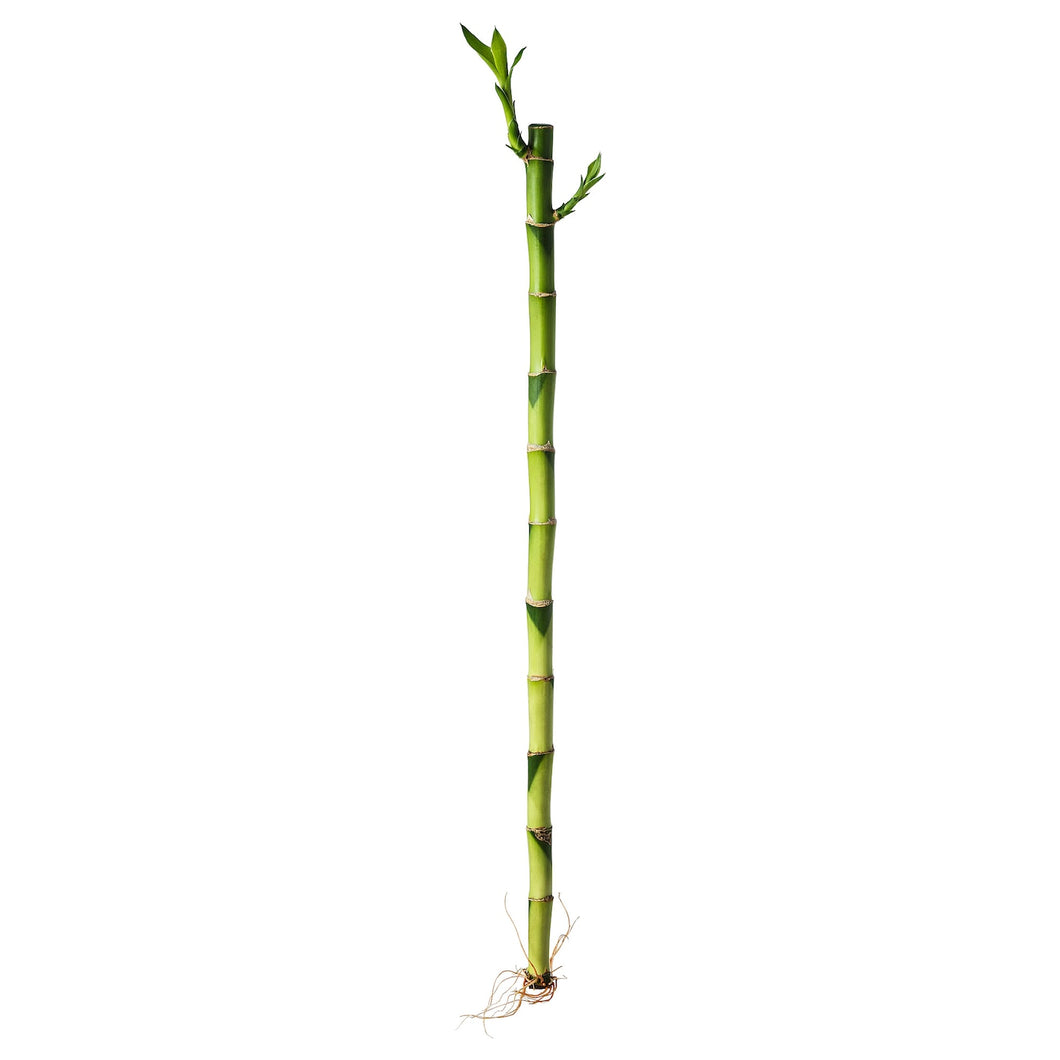 DRACAENA